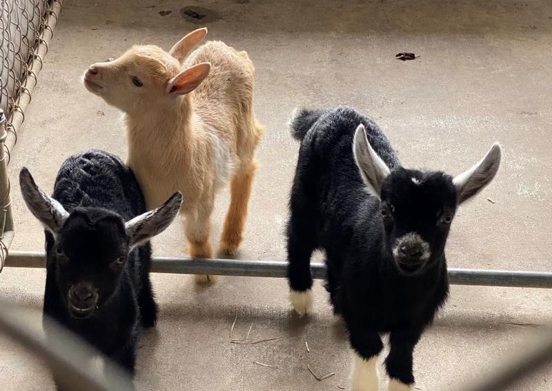 Carousel Slide 9: Shelby Goat Veterinarian